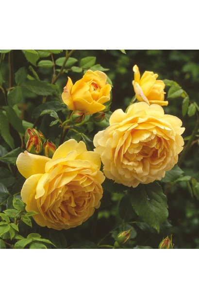 Роза Golden Celebration створює яскравий акцент у ландшафті.